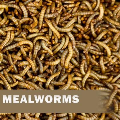 Show full view: Josh's Frogs Fat Tail Gecko Feeder Bundle, Juvenile slide 5 of 10