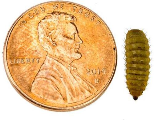 Show full view: Josh's Frogs Fat Tail Gecko Feeder Bundle, Juvenile slide 7 of 10