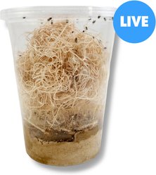 Josh's Frogs Freshly Started Flightless Drosophila Hydei Fruit Fly Culture Live Feed Reptile Food