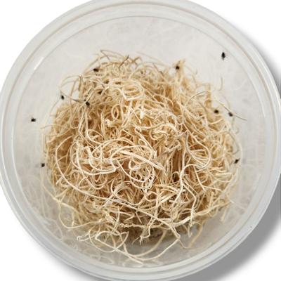 Show full view: Josh's Frogs Freshly Started Flightless Drosophila Hydei Fruit Fly Culture Live Feed Reptile Food slide 3 of 11