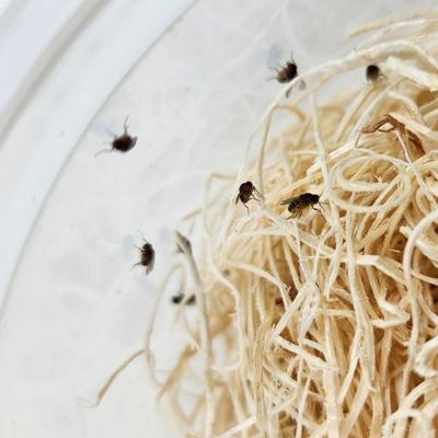 Show full view: Josh's Frogs Freshly Started Flightless Drosophila Hydei Fruit Fly Culture Live Feed Reptile Food slide 4 of 11