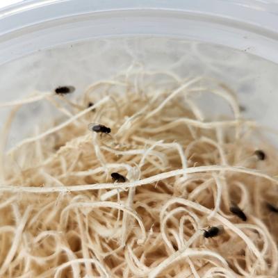 Show full view: Josh's Frogs Freshly Started Flightless Drosophila Hydei Fruit Fly Culture Live Feed Reptile Food slide 5 of 11