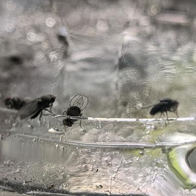 Show full view: Josh's Frogs Freshly Started Flightless Drosophila Hydei Fruit Fly Culture Live Feed Reptile Food slide 8 of 11