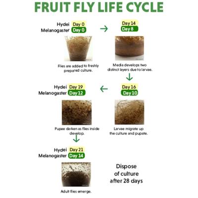 Show full view: Josh's Frogs Freshly Started Flightless Drosophila Hydei Fruit Fly Culture Live Feed Reptile Food slide 9 of 11