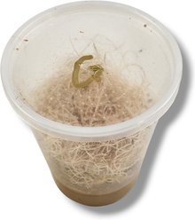 Josh's Frogs Freshly Started Flightless Golden Hydei Fruit Fly Culture Live Feed Reptile Food slide 2 of 9