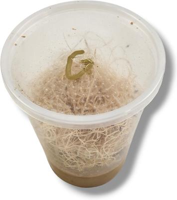 Show full view: Josh's Frogs Freshly Started Flightless Golden Hydei Fruit Fly Culture Live Feed Reptile Food slide 3 of 11