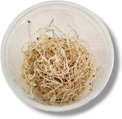 Show full view: Josh's Frogs Freshly Started Flightless Golden Hydei Fruit Fly Culture Live Feed Reptile Food slide 4 of 11