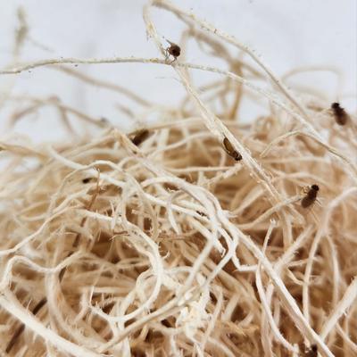 Show full view: Josh's Frogs Freshly Started Flightless Golden Hydei Fruit Fly Culture Live Feed Reptile Food slide 5 of 11