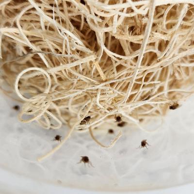 Show full view: Josh's Frogs Freshly Started Flightless Golden Hydei Fruit Fly Culture Live Feed Reptile Food slide 6 of 11