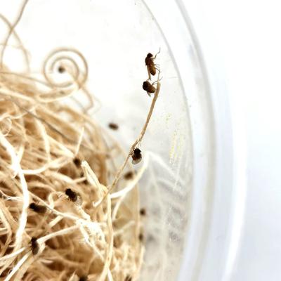 Show full view: Josh's Frogs Freshly Started Flightless Golden Hydei Fruit Fly Culture Live Feed Reptile Food slide 7 of 11