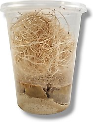 Josh's Frogs Freshly Started Wingless Drosophila Melanogaster Fruit Fly Culture Live Feed Reptile Food slide 2 of 9