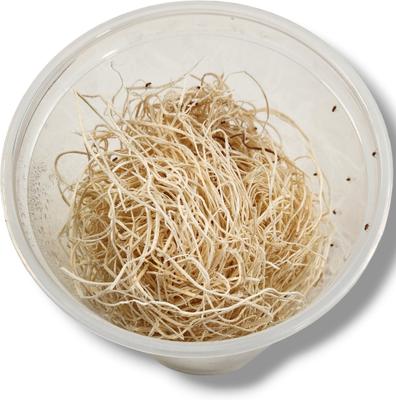 Show full view: Josh's Frogs Freshly Started Wingless Drosophila Melanogaster Fruit Fly Culture Live Feed Reptile Food slide 5 of 11