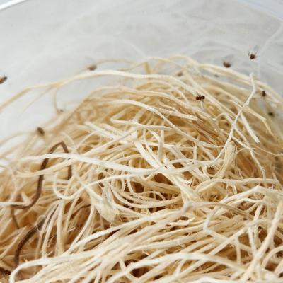 Show full view: Josh's Frogs Freshly Started Wingless Drosophila Melanogaster Fruit Fly Culture Live Feed Reptile Food slide 6 of 11