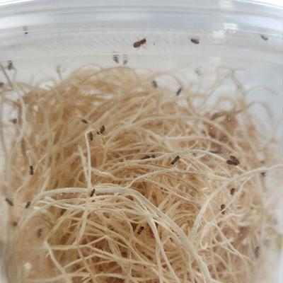 Show full view: Josh's Frogs Freshly Started Wingless Drosophila Melanogaster Fruit Fly Culture Live Feed Reptile Food slide 7 of 11