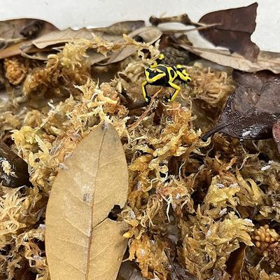 Show full view: Josh's Frogs Freshly Started Wingless Drosophila Melanogaster Fruit Fly Culture Live Feed Reptile Food slide 8 of 11