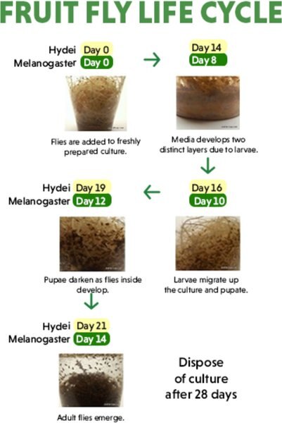 Josh's Frogs Freshly Started Wingless Drosophila Melanogaster Fruit Fly Culture Live Feed Reptile Food