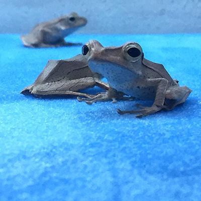Josh's Frogs Frog Foam Terrarium Liner