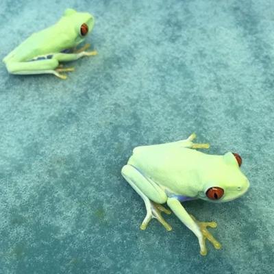 Show full view: Josh's Frogs Frog Foam Terrarium Liner, 18x18 Glass Terarrium slide 7 of 9