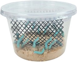 Josh's Frogs Hornworm Habitat Live Feed Reptile Food, 12 count