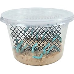 Josh's Frogs Hornworm Habitat Live Feed Reptile Food, 12 count