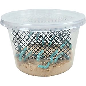 Josh's Frogs Hornworm Habitat Live Feed Reptile Food, 12 count