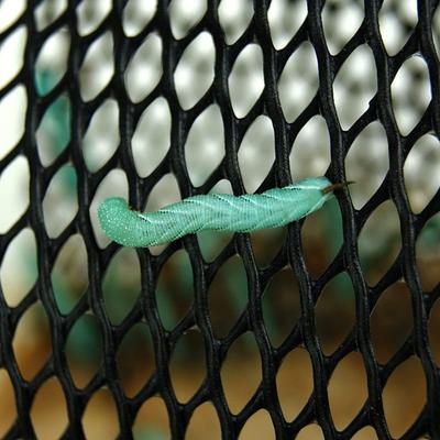 Show full view: Josh's Frogs Hornworm Habitat Live Feed Reptile Food, 12 count slide 6 of 11