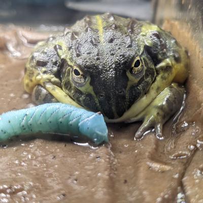 Show full view: Josh's Frogs Hornworm Habitat Live Feed Reptile Food, 12 count slide 9 of 11