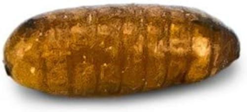 Show full view: Josh's Frogs House Fly Pupae Live Feed Reptile Food, 1000 count slide 7 of 9