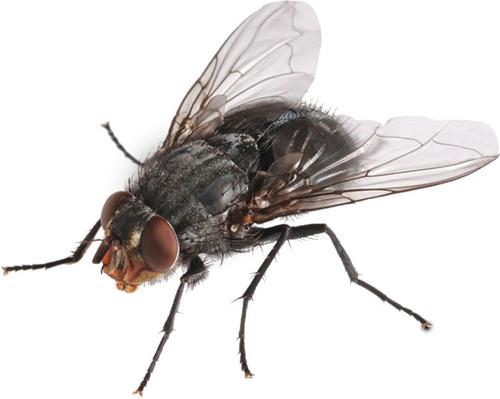 Show full view: Josh's Frogs House Fly Pupae Live Feed Reptile Food, 1000 count slide 8 of 9