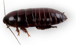 Josh's Frogs Large Orange Head Roaches, 3/4 to 1-in, 25 count slide 2 of 9