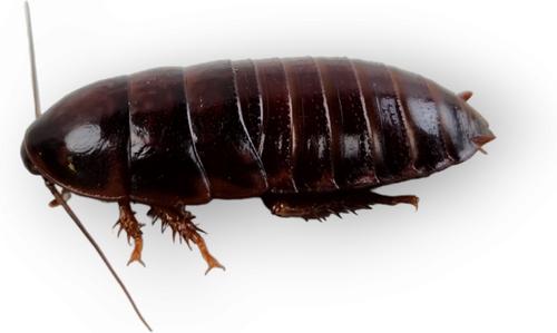 Show full view: Josh's Frogs Large Orange Head Roaches, 3/4 to 1-in, 25 count slide 4 of 9