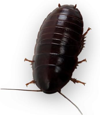 Show full view: Josh's Frogs Large Orange Head Roaches, 3/4 to 1-in, 25 count slide 5 of 9