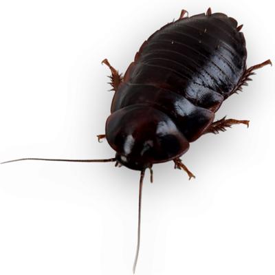 Show full view: Josh's Frogs Large Orange Head Roaches, 3/4 to 1-in, 25 count slide 6 of 9