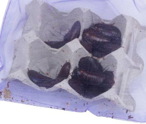 Show full view: Josh's Frogs Large Orange Head Roaches, 3/4 to 1-in, 25 count slide 7 of 9