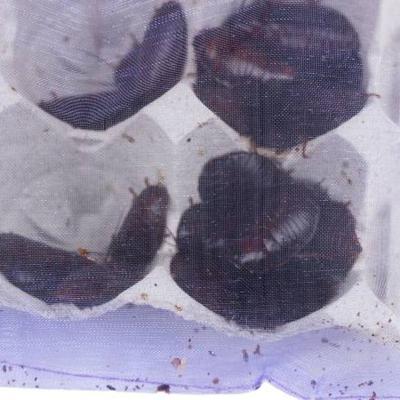 Show full view: Josh's Frogs Large Orange Head Roaches, 3/4 to 1-in, 25 count slide 8 of 9