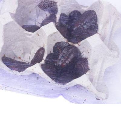 Show full view: Josh's Frogs Large Orange Head Roaches, 3/4 to 1-in, 25 count slide 9 of 9