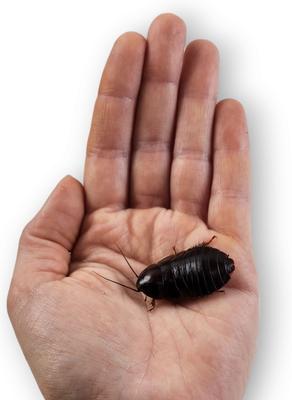 Show full view: Josh's Frogs Large Orange Head Roaches, 3/4 to 1-in, 25 count slide 3 of 9