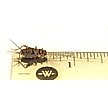 Show in main carousel: Josh's Frogs Leopard Gecko Feeder Bundle, Juvenile slide 3 of 10