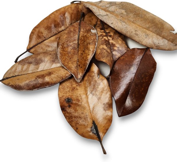 Josh's Frogs Dried Cocoa Leaf Litter (10 Leaves) – Reptifiles