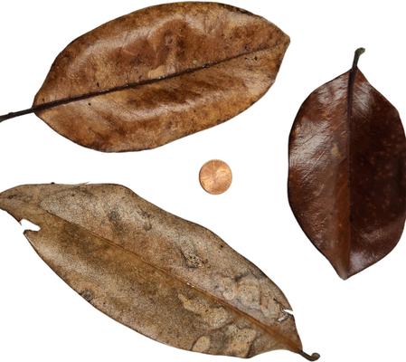 Show full view: Josh's Frogs Magnolia Reptile Leaf Litter, 1-gal bag slide 7 of 9