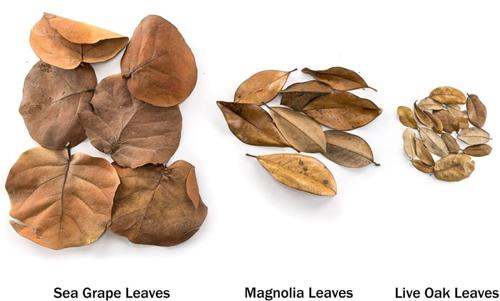 Show full view: Josh's Frogs Magnolia Reptile Leaf Litter, 1-gal bag slide 8 of 9