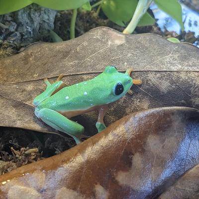 Show full view: Josh's Frogs Magnolia Reptile Leaf Litter, 1-gal bag slide 9 of 9