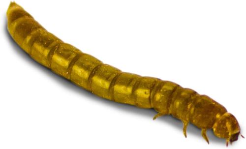 Show full view: Josh's Frogs Mealworms Live Feed Reptile Food, 1100 count slide 5 of 9