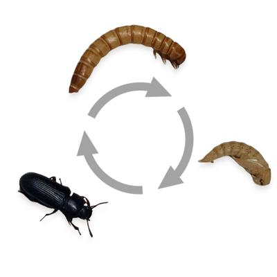 Show full view: Josh's Frogs Mealworms Live Feed Reptile Food, 1100 count slide 8 of 9