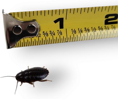 Show full view: Josh's Frogs Medium Orange Head Roaches Live Feed Reptile Food, 1/2 to 3/4-in, 100 count slide 3 of 10