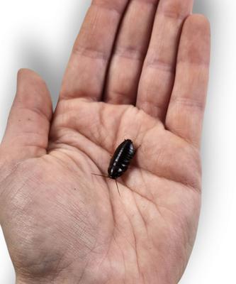 Show full view: Josh's Frogs Medium Orange Head Roaches Live Feed Reptile Food, 1/2 to 3/4-in, 100 count slide 4 of 10