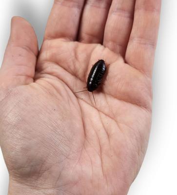 Show full view: Josh's Frogs Medium Orange Head Roaches Live Feed Reptile Food, 1/2 to 3/4-in, 100 count slide 5 of 10