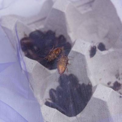 Show full view: Josh's Frogs Medium Orange Head Roaches Live Feed Reptile Food, 1/2 to 3/4-in, 100 count slide 6 of 10