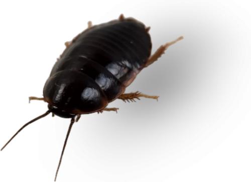 Show full view: Josh's Frogs Medium Orange Head Roaches Live Feed Reptile Food, 1/2 to 3/4-in, 100 count slide 9 of 10