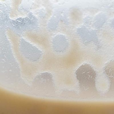 Show full view: Josh's Frogs Microworm Panagrellus Culture, 16-oz slide 6 of 9